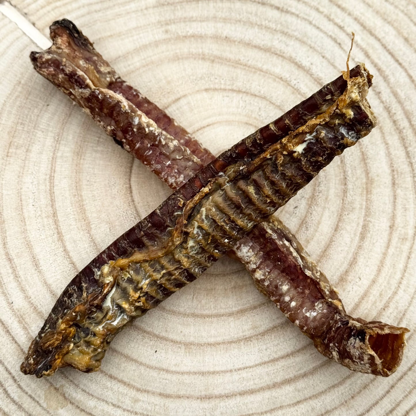 Goat Trachea