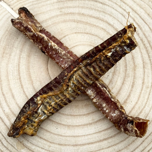 Goat Trachea