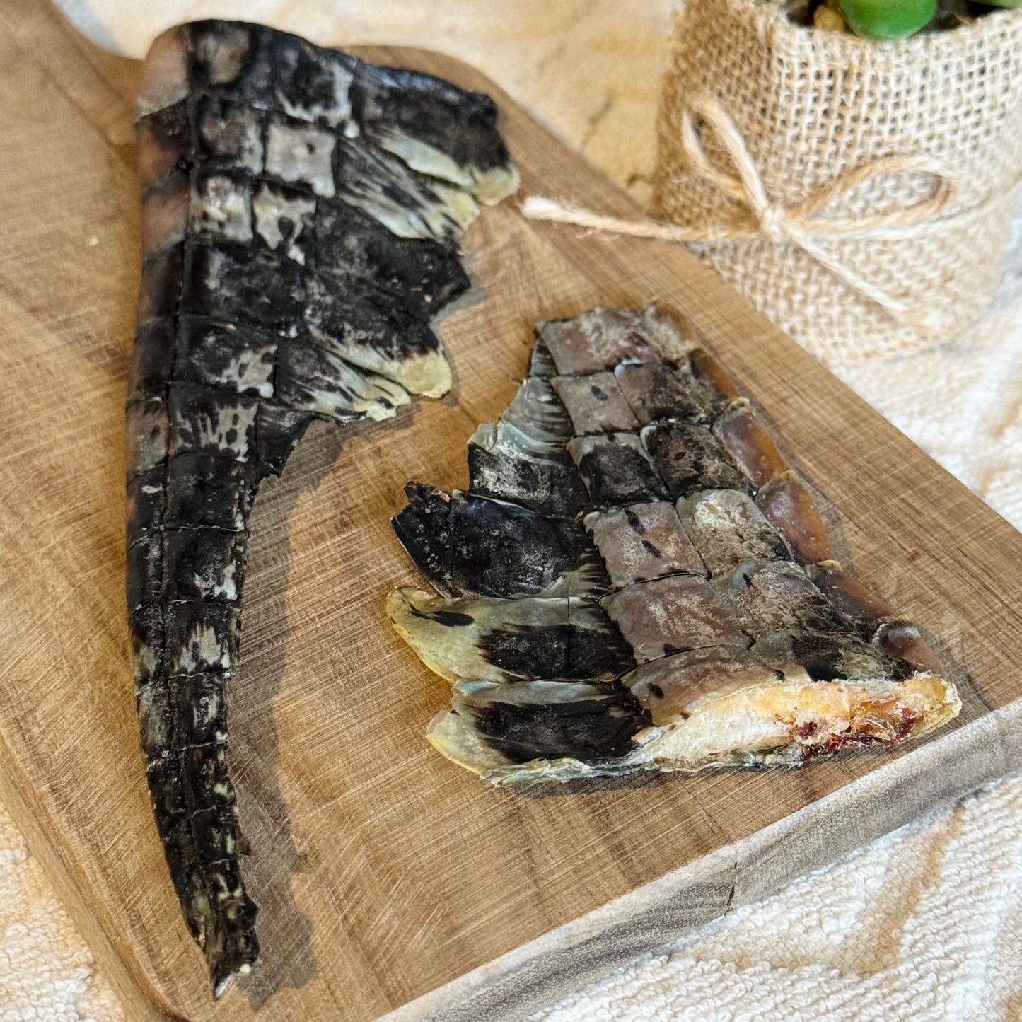 Crocodile Tail Pieces
