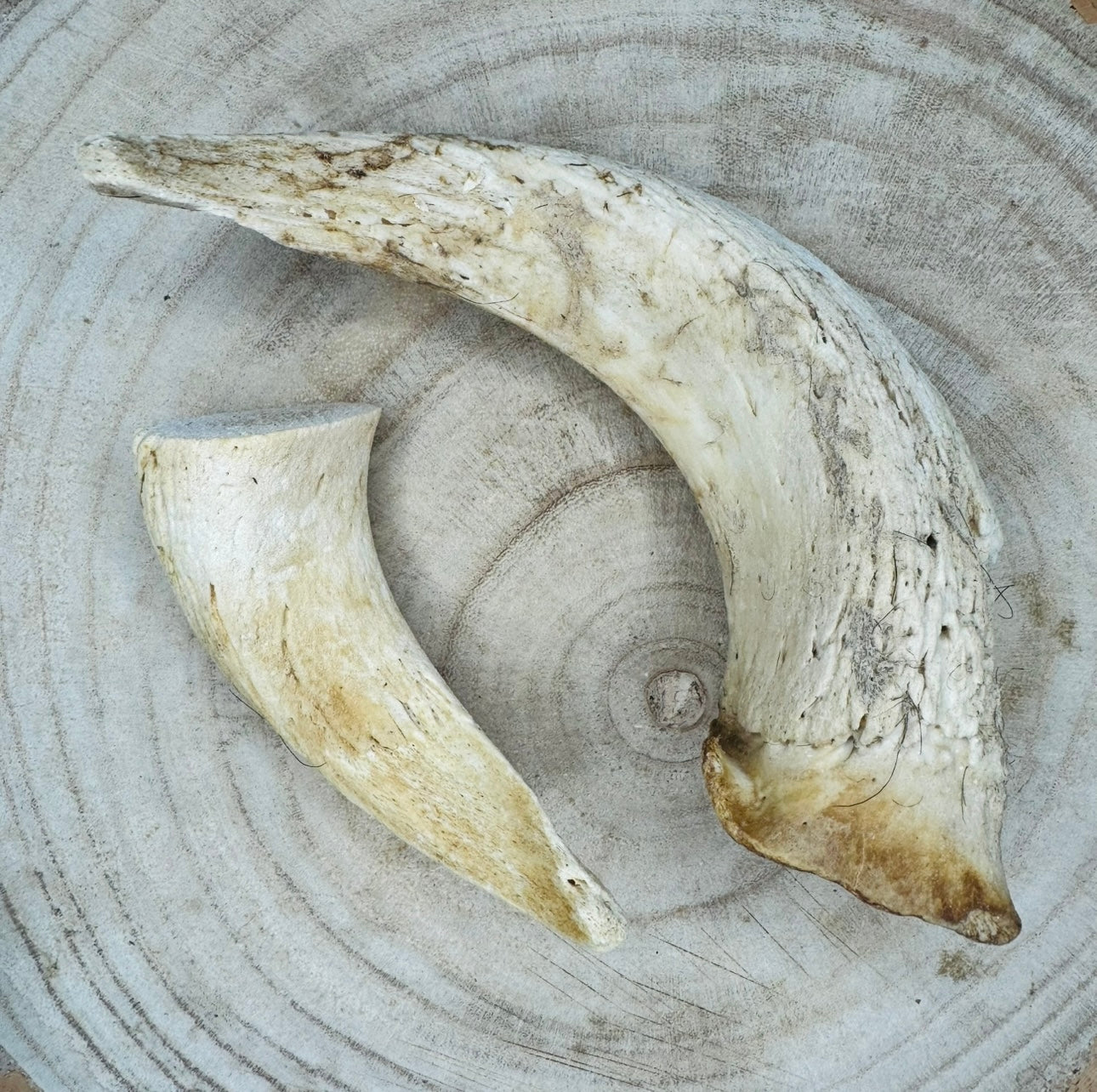 Lamb Horn Marrows | 2 Sizes