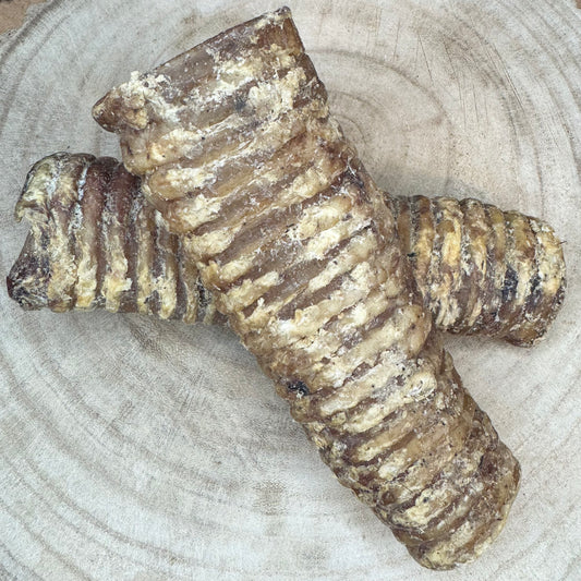Camel Trachea